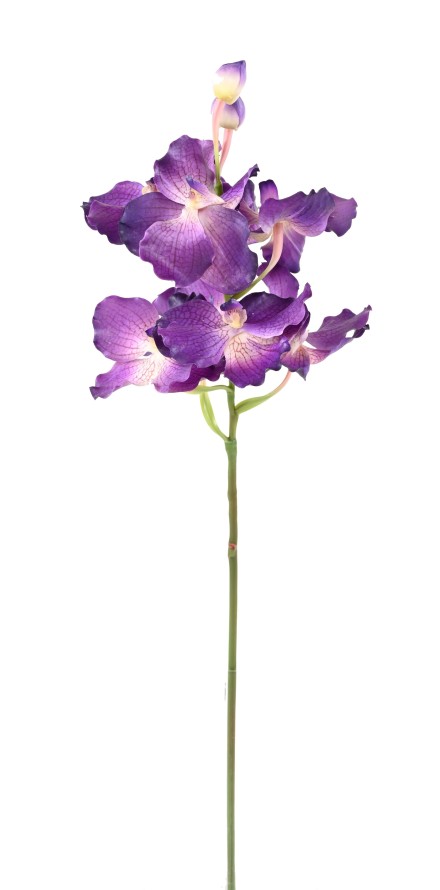 ORQUÍDEA VANDA
