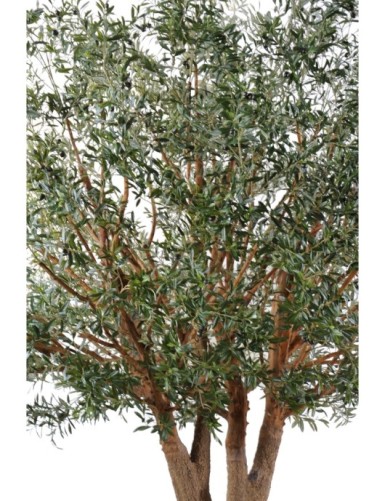 OLIVENBAUM TREE