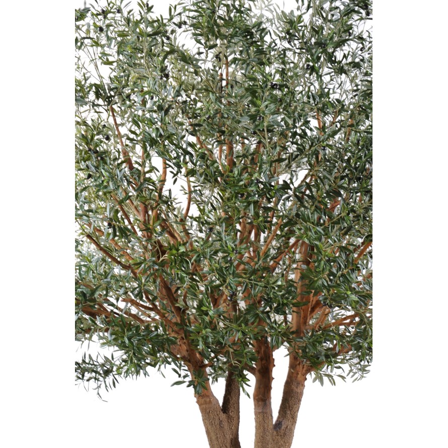 OLIVE TREE