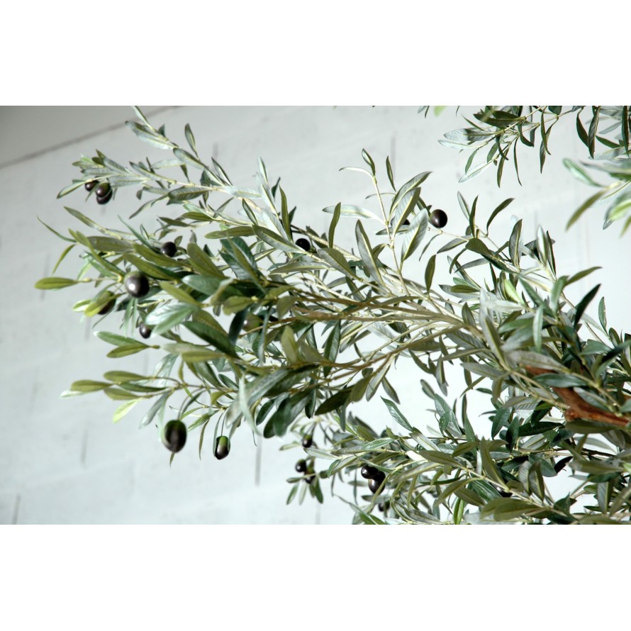 OLIVE TREE