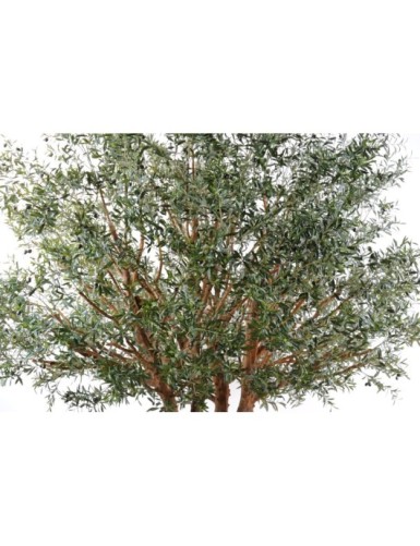 OLIVE TREE