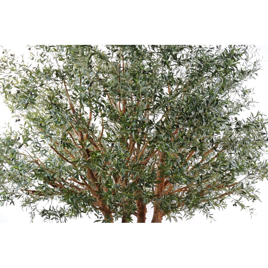 OLIVO TREE