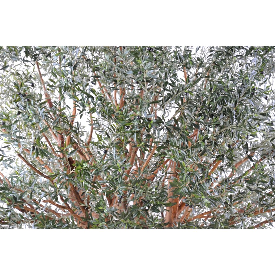 OLIVE TREE