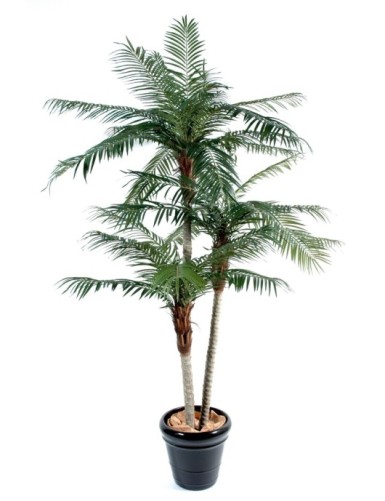 PHOENIX TRES TRONCOS