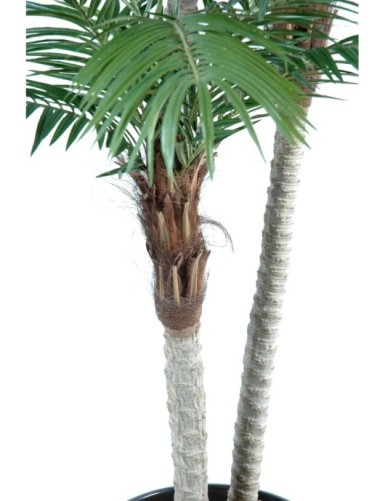 PHOENIX DREI STÄMME