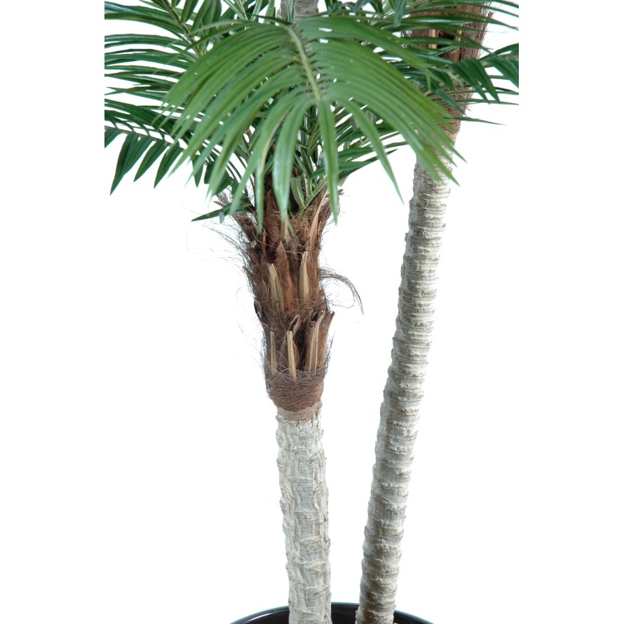 PHOENIX THREE TRUNKS