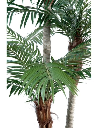 PHOENIX DREI STÄMME