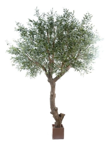 OLIVO CABEZA GIGANTE