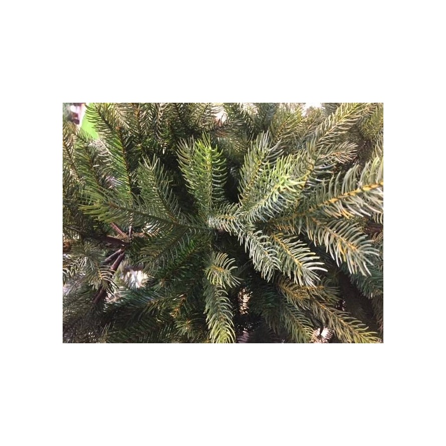 TANNE GRANDIS (Weihnachtsbaum)