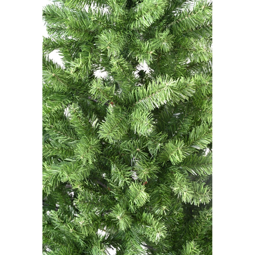 KANADISCHE TANNE (Weihnachtsbaum)