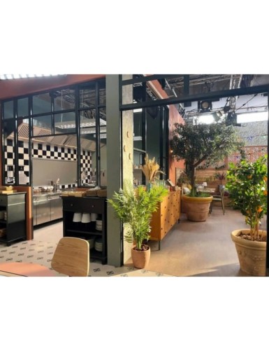 OLIVO CABEZA GIGANTE