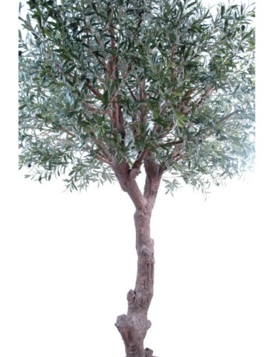 OLIVENBAUM GIANT KRONE