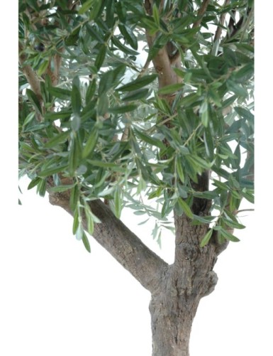 OLIVO CABEZA GIGANTE