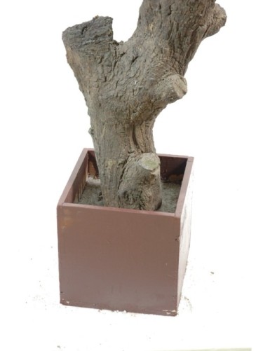 OLIVENBAUM GIANT KRONE