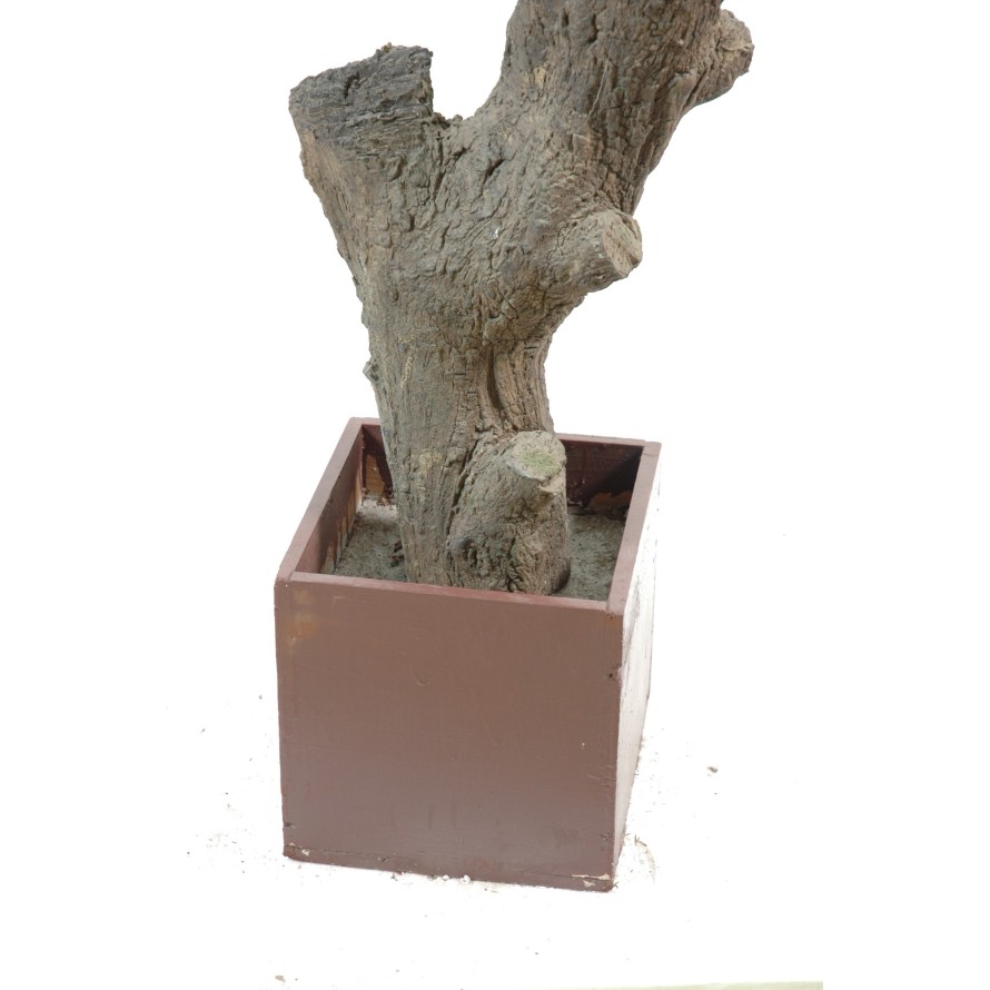 OLIVENBAUM GIANT KRONE