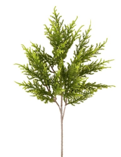 ZYPRESSE JUNIPERUS ZWEIG