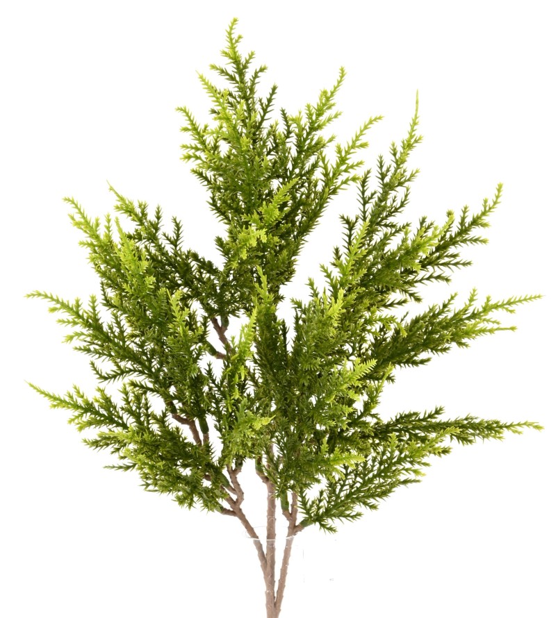 ZYPRESSE JUNIPERUS ZWEIG