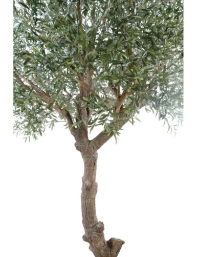 OLIVO CABEZA GIGANTE