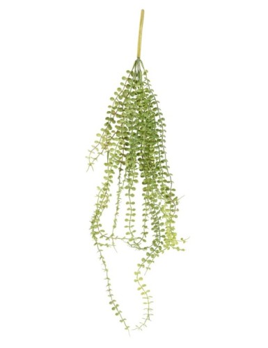 DISCHIDIA HÄNGEKUNSTPFLANZE...