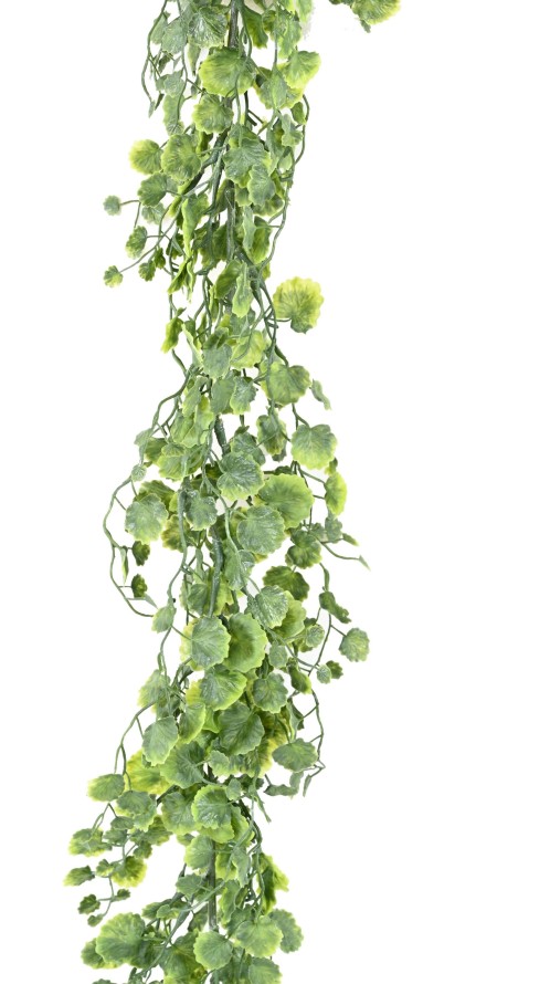 GLECHOMA GUIRNALDA 180 (hiedra terrestre)