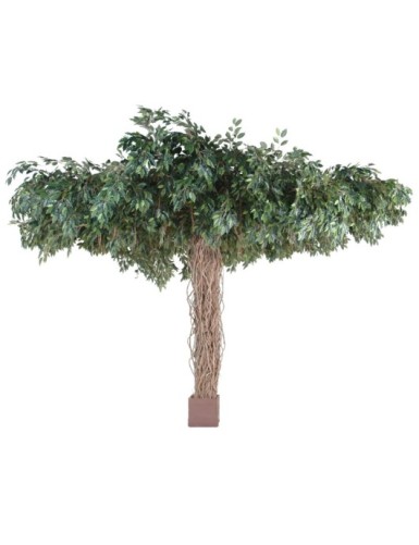 FICUS LIANAS UMBRELLA