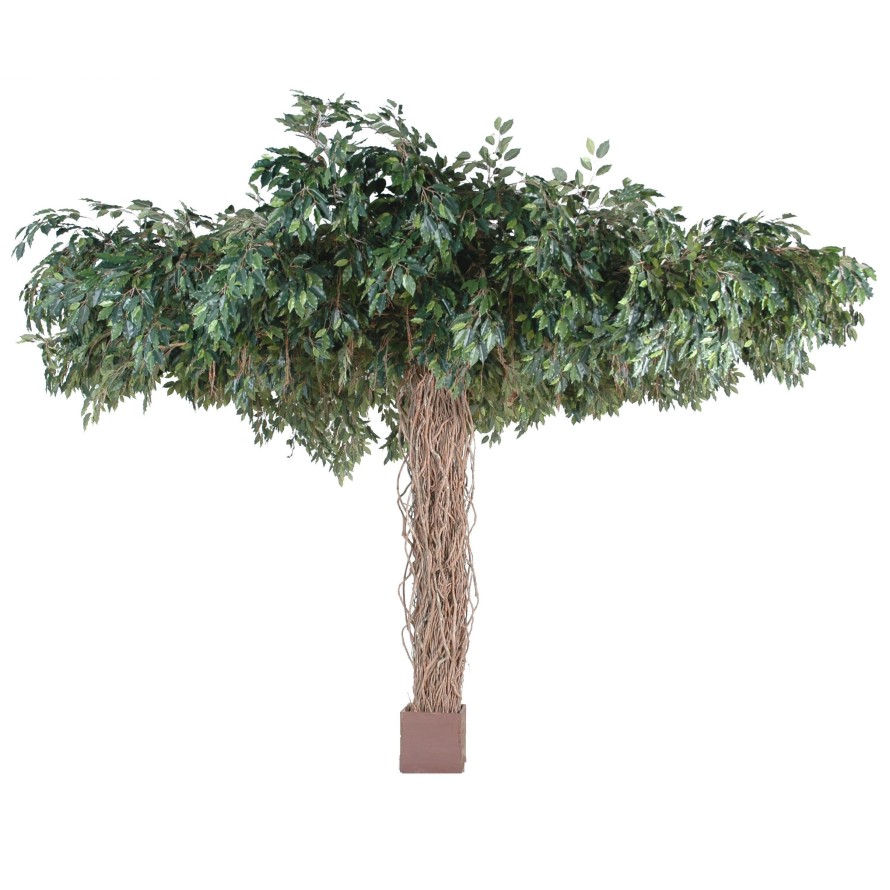 FICUS LIANAS UMBRELLA