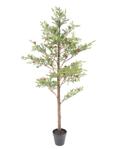 SPRUCE TREE PICEA RUBENS 125