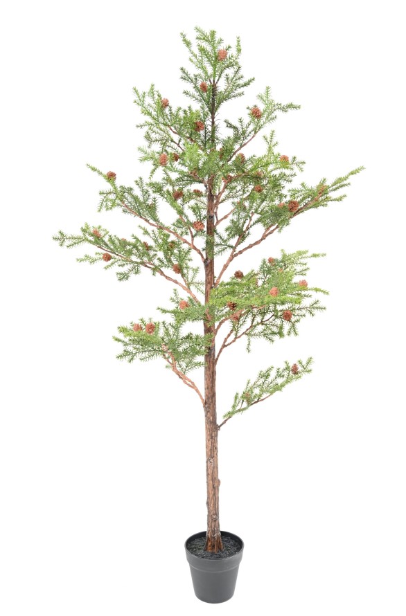 SPRUCE TREE PICEA RUBENS 125