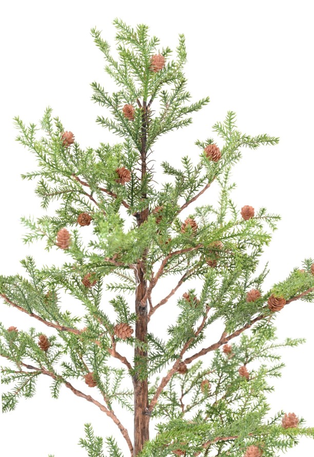SPRUCE TREE PICEA RUBENS 125