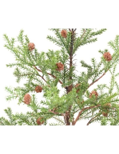 SPRUCE TREE PICEA RUBENS 125