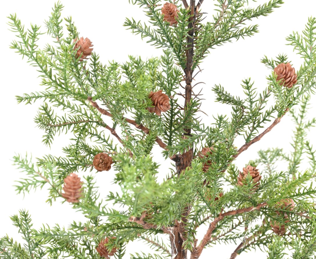 SPRUCE TREE PICEA RUBENS 125