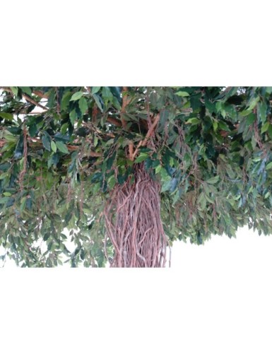 FICUS LIANAS UMBRELLA