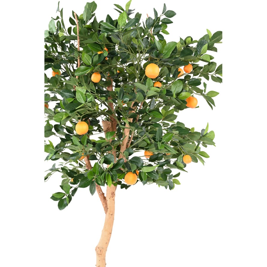 ORANGENBAUM T