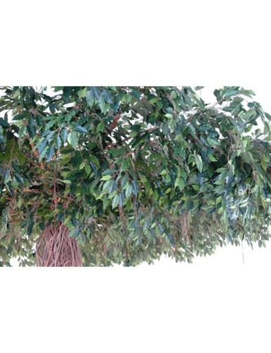 FICUS LIANAS UMBRELLA
