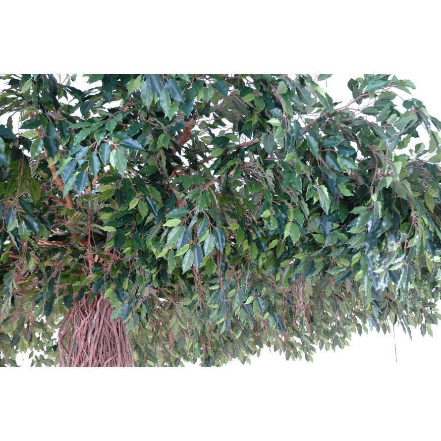 FICUS LIANAS UMBRELLA