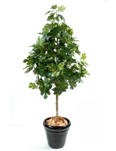 FEIGENBAUM UND FRÜCHTE