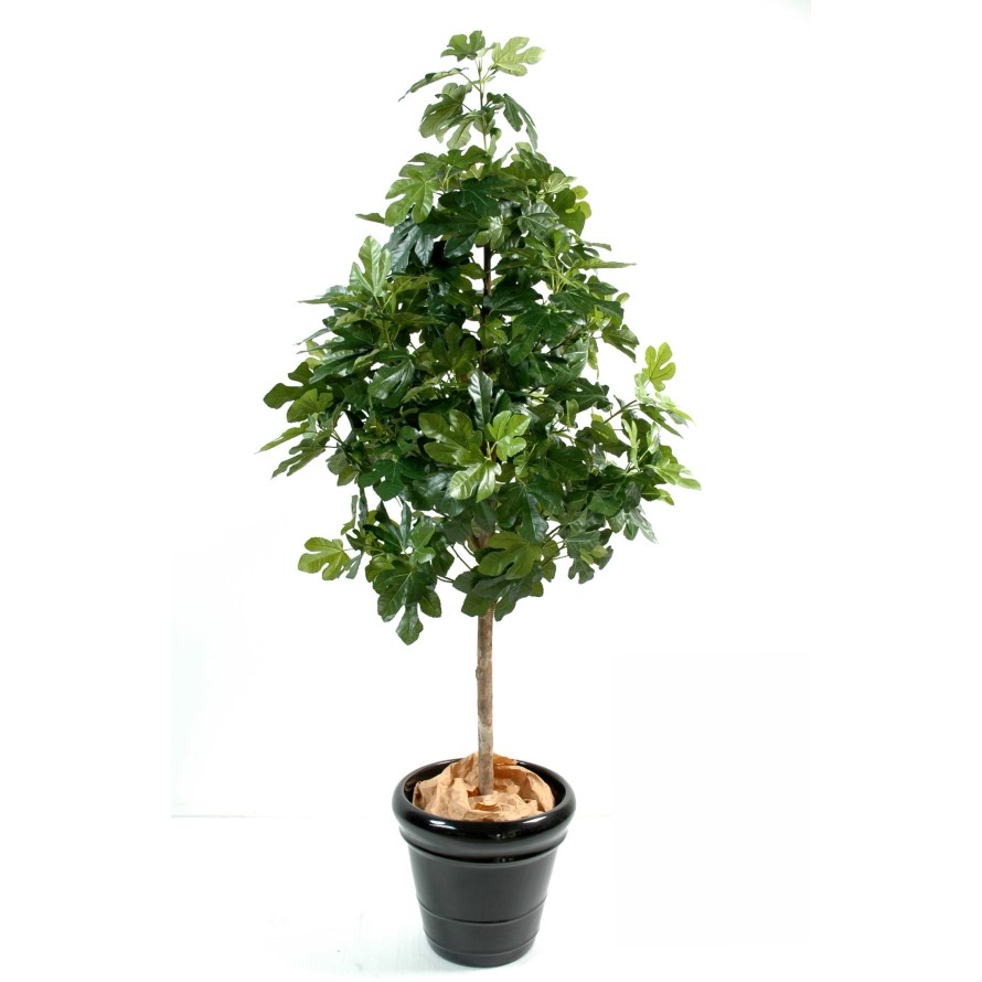 FEIGENBAUM UND FRÜCHTE