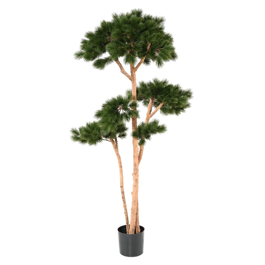 PINE MULTIPLE S