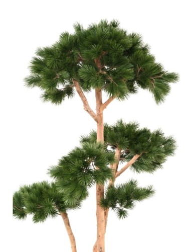 PINE MULTIPLE S