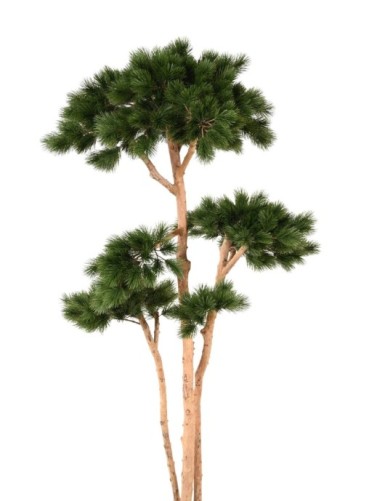 PINE MULTIPLE S