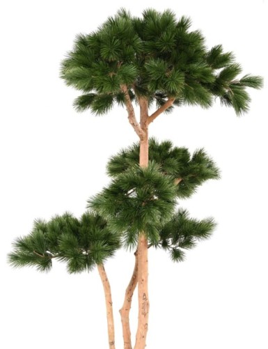 PINE MULTIPLE S