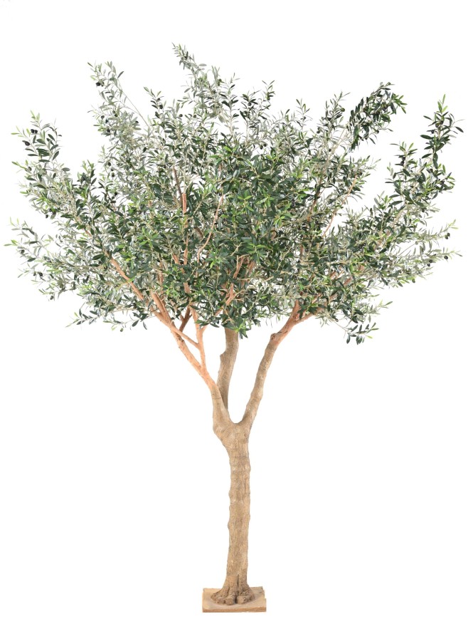 OLIVO ÁRBOL L