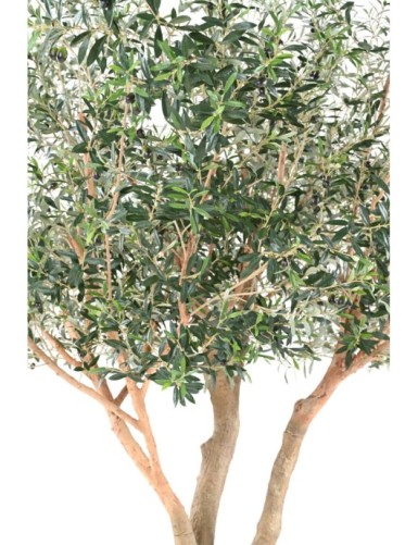 OLIVO ÁRBOL L