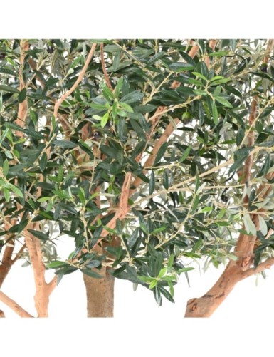 OLIVE TREE L
