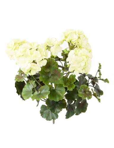 GERANIO RESISTENTE A LOS...