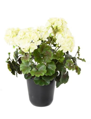 GERANIO RESISTENTE A LOS RAYOS UV