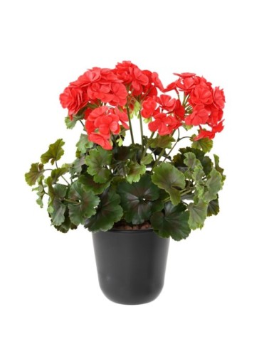 GERANIO RESISTENTE A LOS RAYOS UV