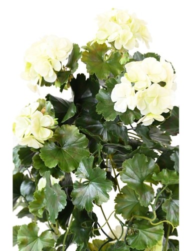 GERANIUM HÄNGEKUNSTPFLANZE UV