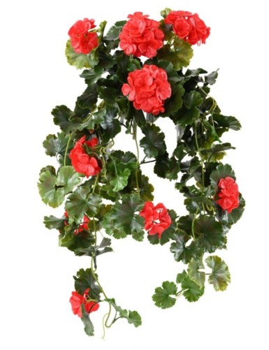 GERANIUM HÄNGEKUNSTPFLANZE UV