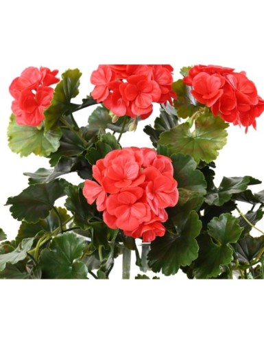 GERANIUM HÄNGEKUNSTPFLANZE UV
